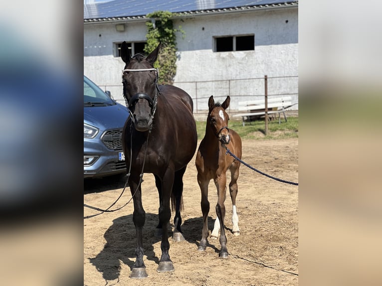 Mecklenburg Warmblood Stallion 1 year Brown in Zarnewanz Süderholz