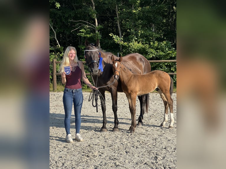 Mecklenburg Warmblood Stallion 1 year Brown in Zarnewanz Süderholz
