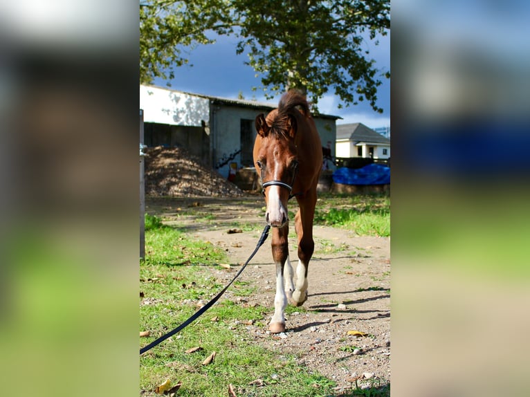 Mecklenburg Warmblood Stallion 1 year Brown in Zettemin