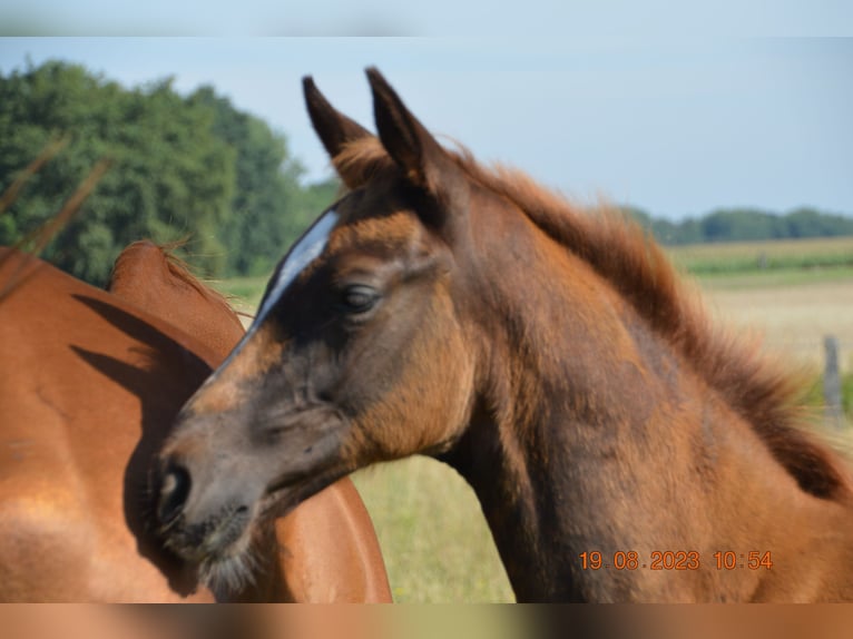 Mecklenburg Warmblood Stallion 1 year Chestnut-Red in Pölchow