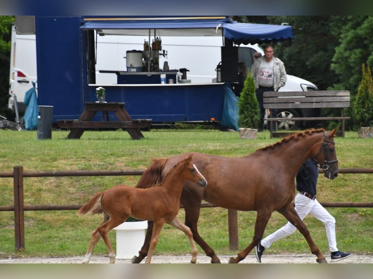 Mecklenburg Warmblood Stallion 1 year Chestnut-Red in Barth