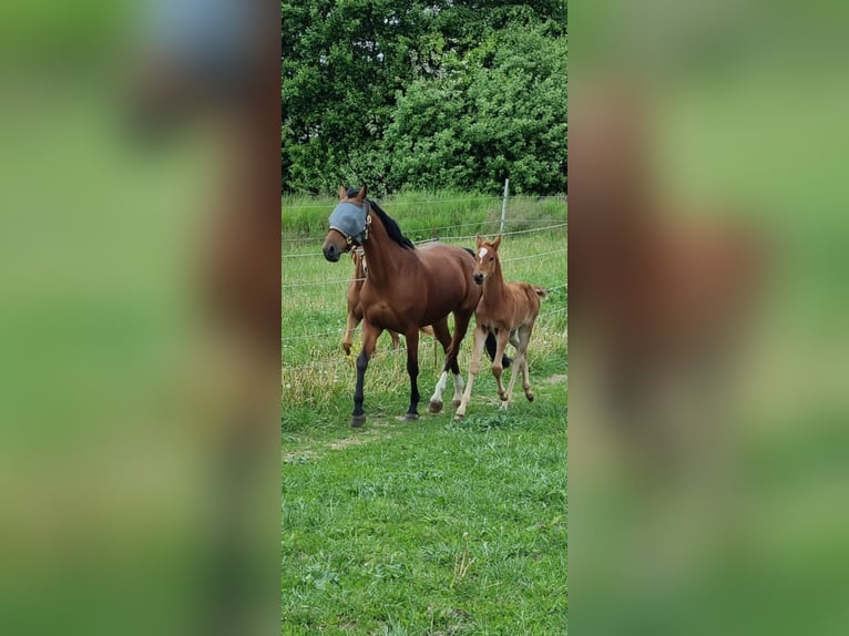 Mecklenburg Warmblood Stallion 1 year Chestnut-Red in Grimmen
