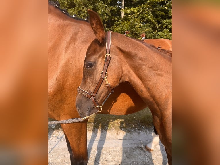 Mecklenburg Warmblood Stallion 1 year Chestnut-Red in Grimmen
