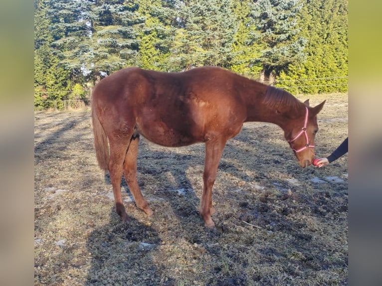 Mecklenburg Warmblood Stallion 1 year Chestnut-Red in Grimmen