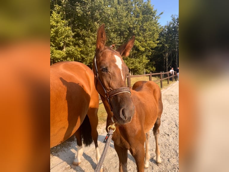 Mecklenburg Warmblood Stallion 1 year Chestnut-Red in Grimmen