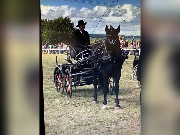 Mecklenburg Warmblood Stallion 1 year Smoky-Black in Samtens