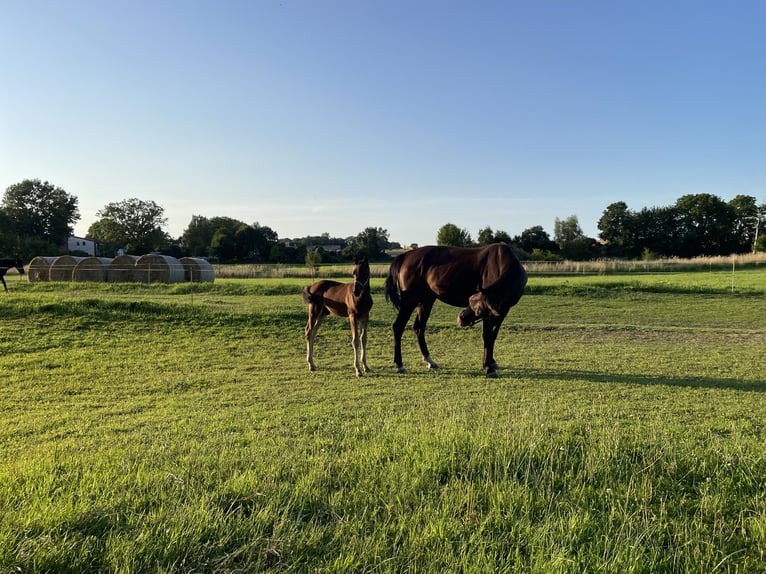 Mecklenburg Warmblood Stallion 1 year Smoky-Black in Samtens, OT Berglase