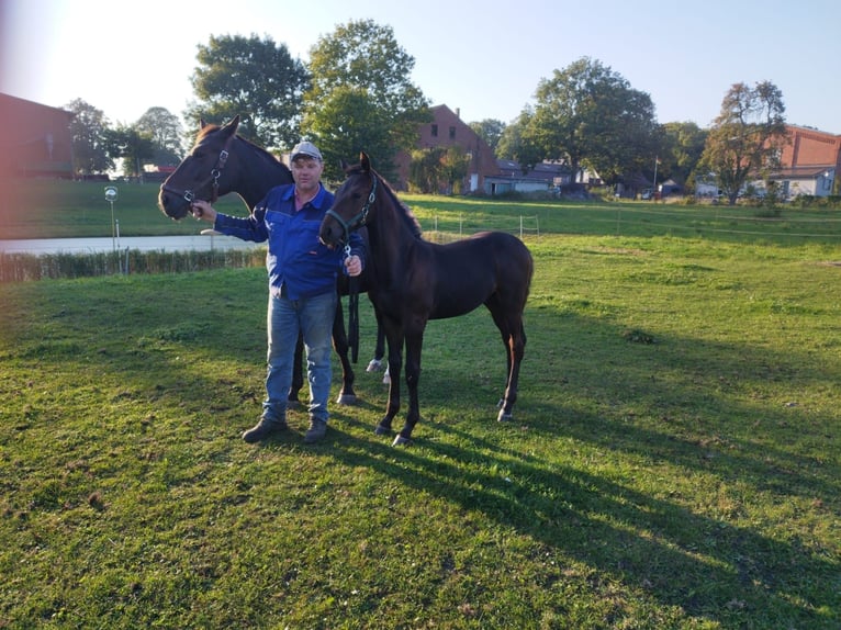 Mecklenburg Warmblood Stallion 1 year Smoky-Black in Samtens, OT Berglase