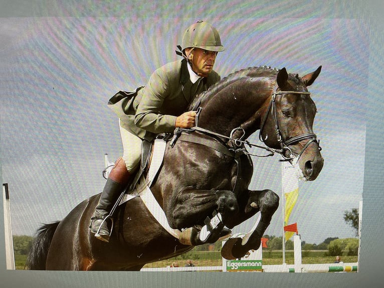 Mecklenburg Warmblood Stallion 1 year Smoky-Black in Samtens, OT Berglase
