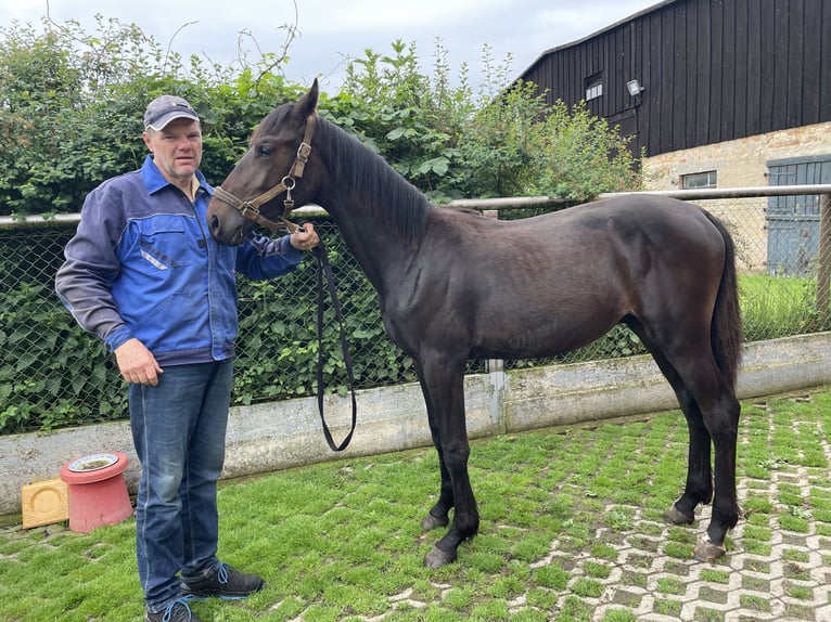 Mecklenburg Warmblood Stallion 1 year Smoky-Black in Samtens, OT Berglase