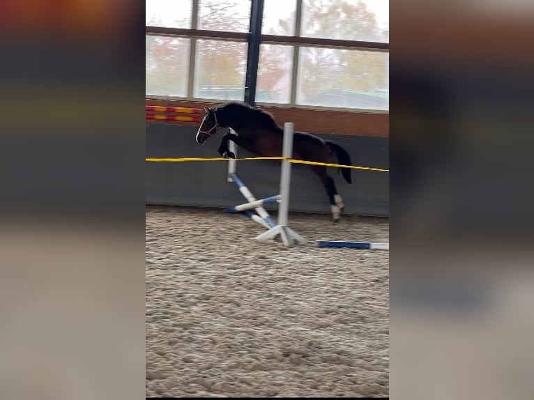 Mecklenburg Warmblood Stallion 2 years 16 hh Bay-Dark in Papenhagen