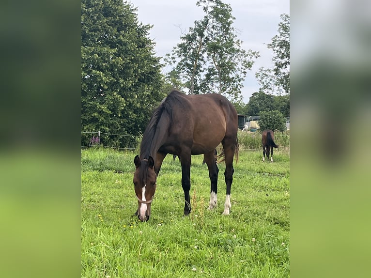 Mecklenburg Warmblood Stallion 2 years 16 hh in Papenhagen