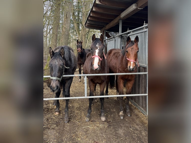 Mecklenburg Warmblood Stallion 2 years 16 hh in Papenhagen