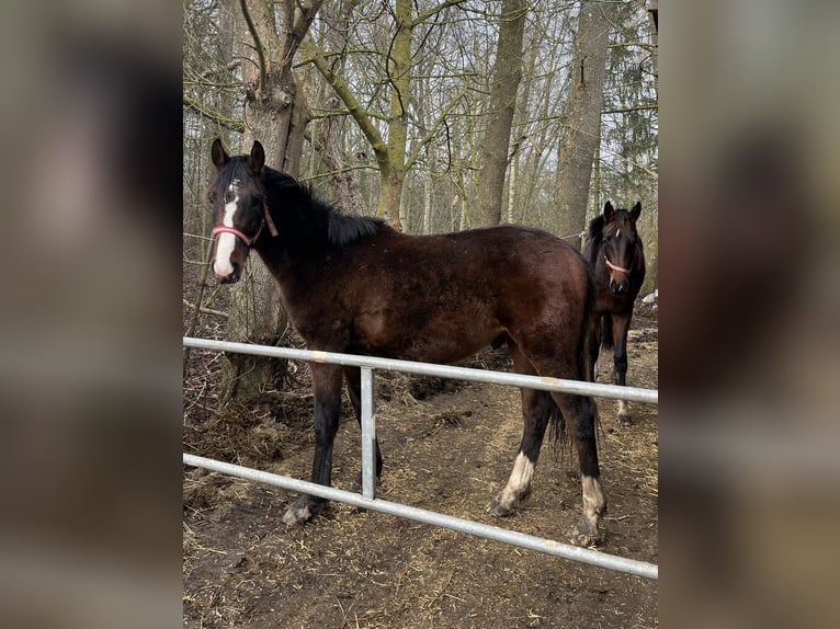 Mecklenburg Warmblood Stallion 2 years 16 hh in Papenhagen