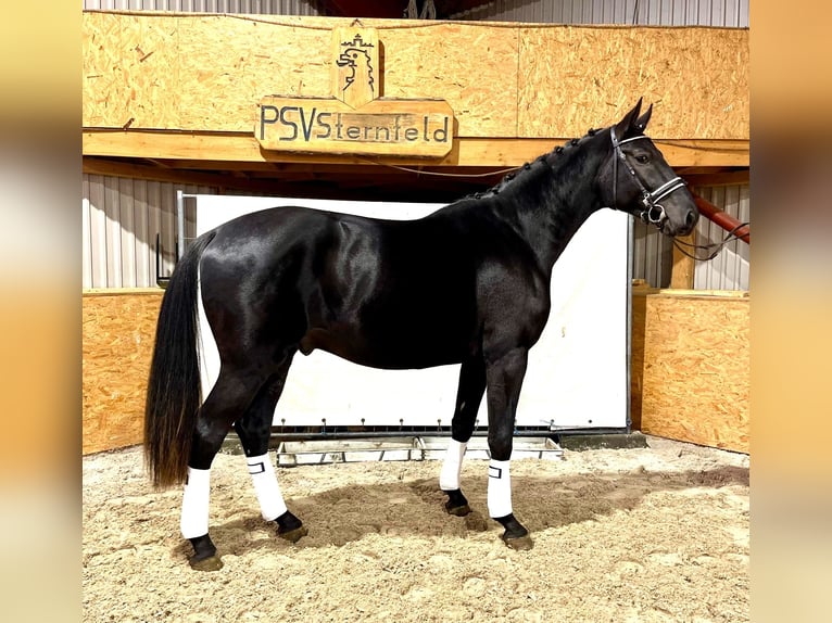 Mecklenburg Warmblood Stallion 2 years 17,1 hh Black in Hohenmocker