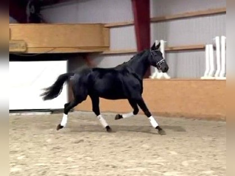 Mecklenburg Warmblood Stallion 2 years 17,1 hh Black in Hohenmocker