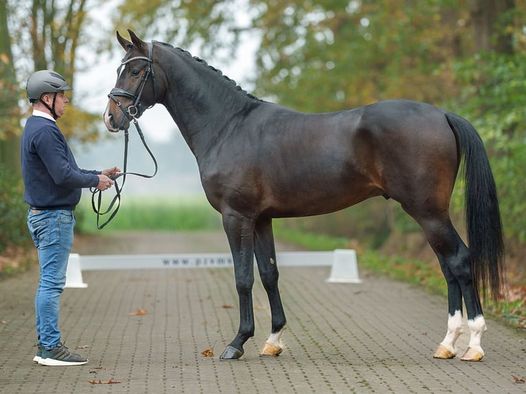 Mecklenburg Warmblood Stallion 2 years Bay-Dark in Rostock