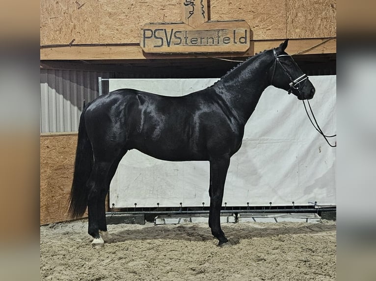 Mecklenburg Warmblood Stallion 2 years Black in Siedenbrünzow