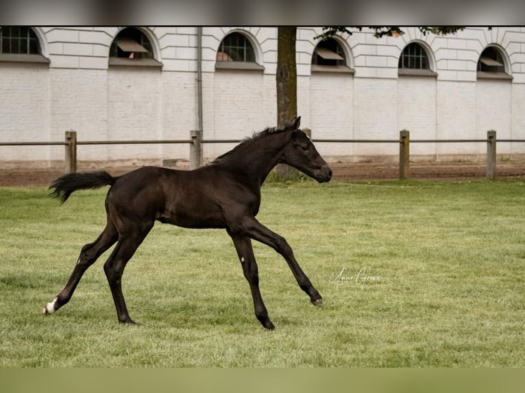 Mecklenburg Warmblood Stallion 2 years Black in Neu Krenzlin