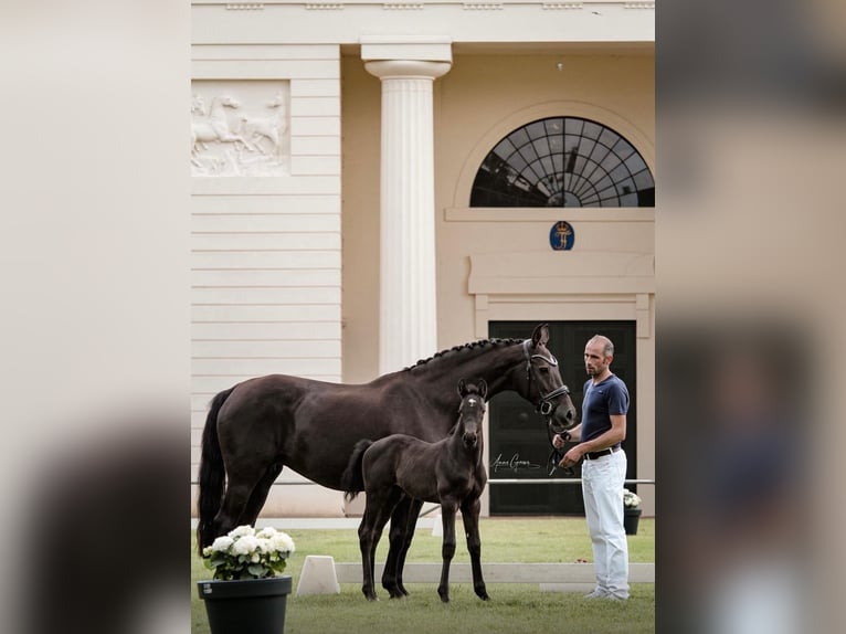 Mecklenburg Warmblood Stallion 2 years Black in Neu Krenzlin