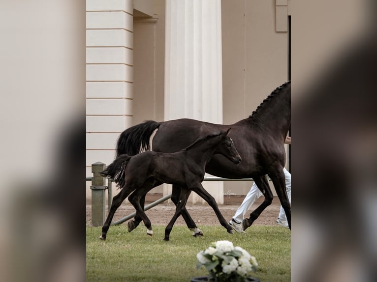 Mecklenburg Warmblood Stallion 2 years Black in Neu Krenzlin