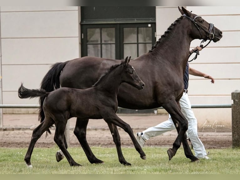 Mecklenburg Warmblood Stallion 2 years Black in Neu Krenzlin