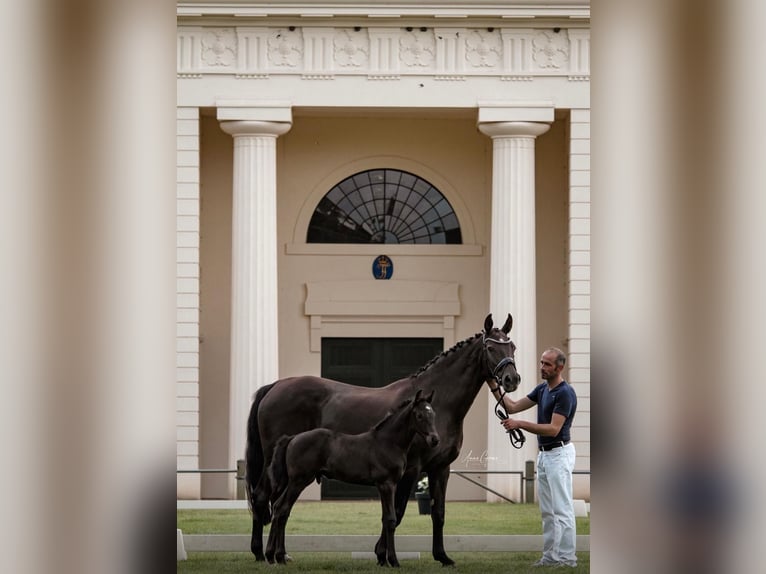 Mecklenburg Warmblood Stallion 2 years Black in Neu Krenzlin