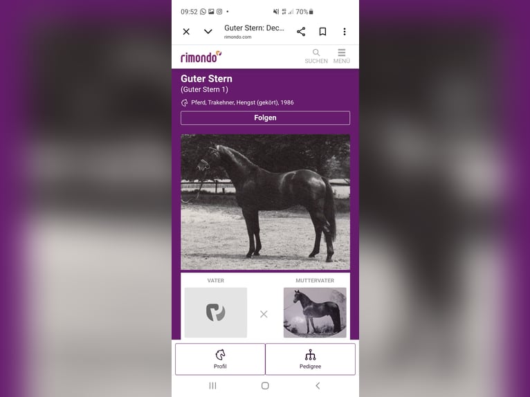 Mecklenburg Warmblood Stallion 2 years Brown in Luckau