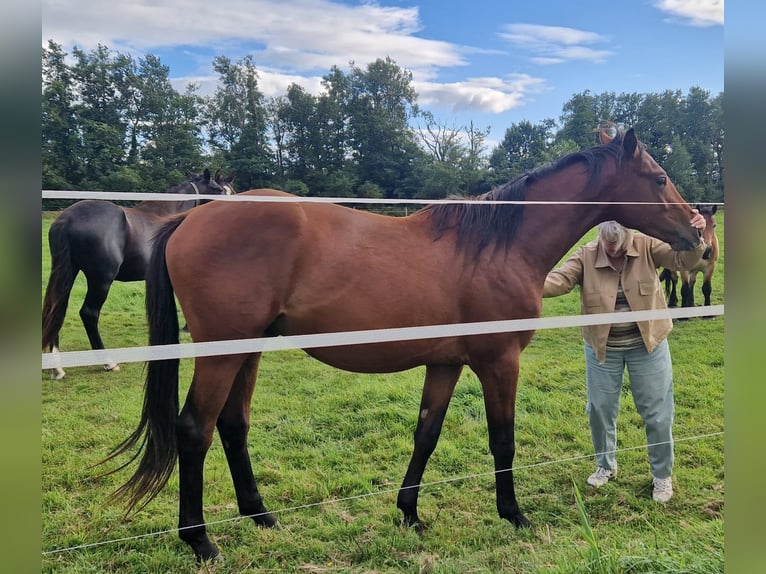 Mecklenburg Warmblood Stallion 2 years Brown in Redefin
