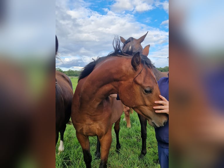 Mecklenburg Warmblood Stallion 2 years Brown in Redefin