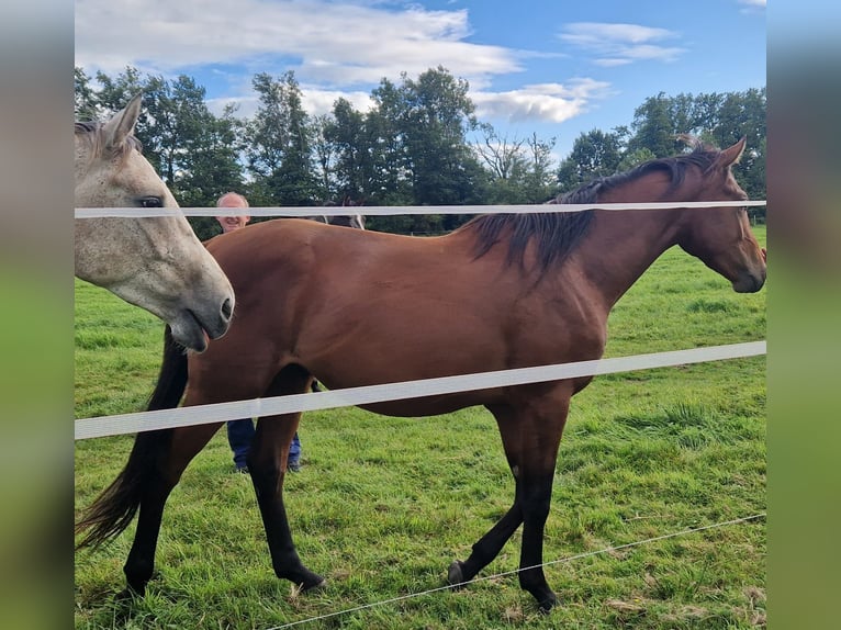Mecklenburg Warmblood Stallion 2 years Brown in Redefin