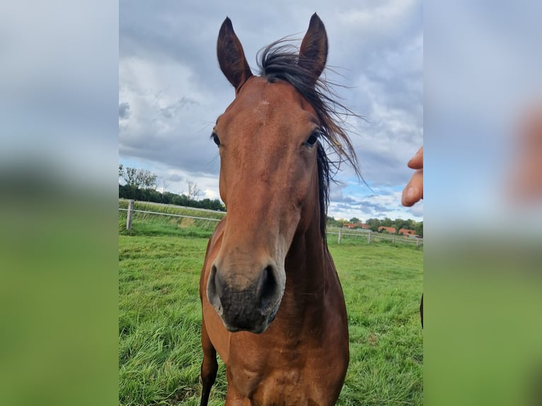 Mecklenburg Warmblood Stallion 2 years Brown in Redefin