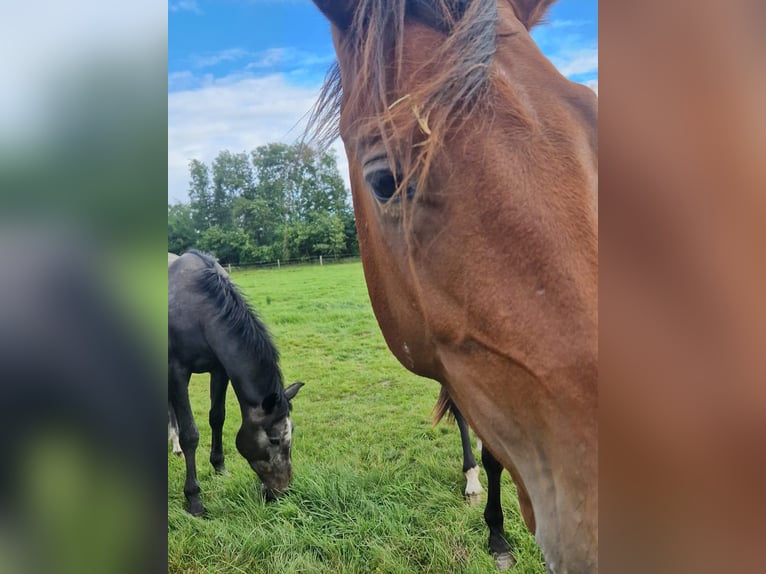 Mecklenburg Warmblood Stallion 2 years Brown in Redefin