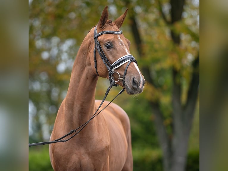 Mecklenburg Warmblood Stallion 2 years Chestnut-Red in Rostock