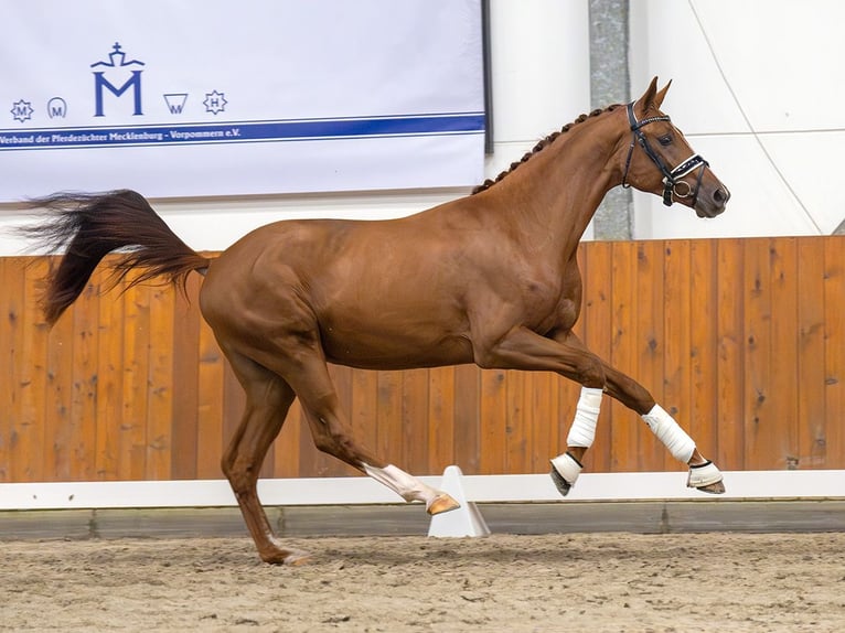 Mecklenburg Warmblood Stallion 2 years Chestnut-Red in Rostock