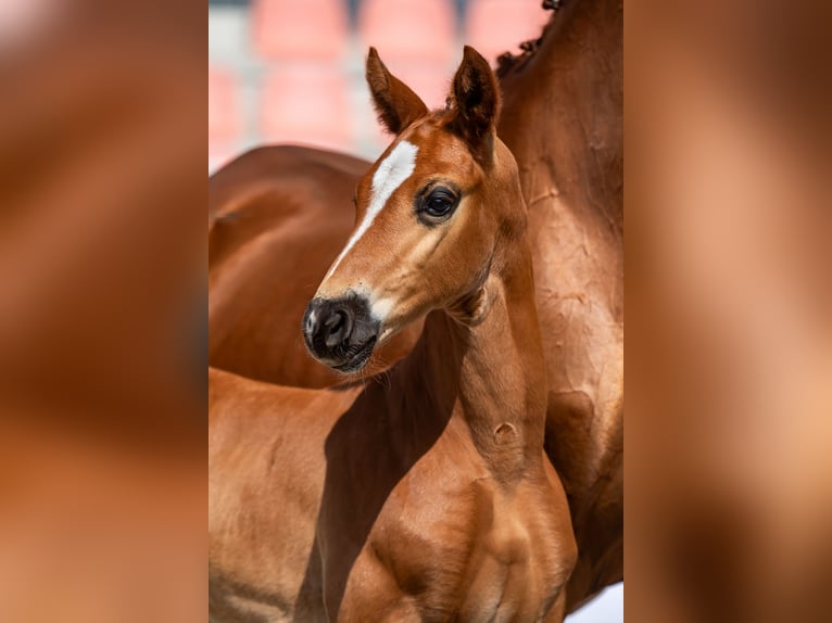 Mecklenburg Warmblood Stallion 2 years Chestnut-Red in Pölchow