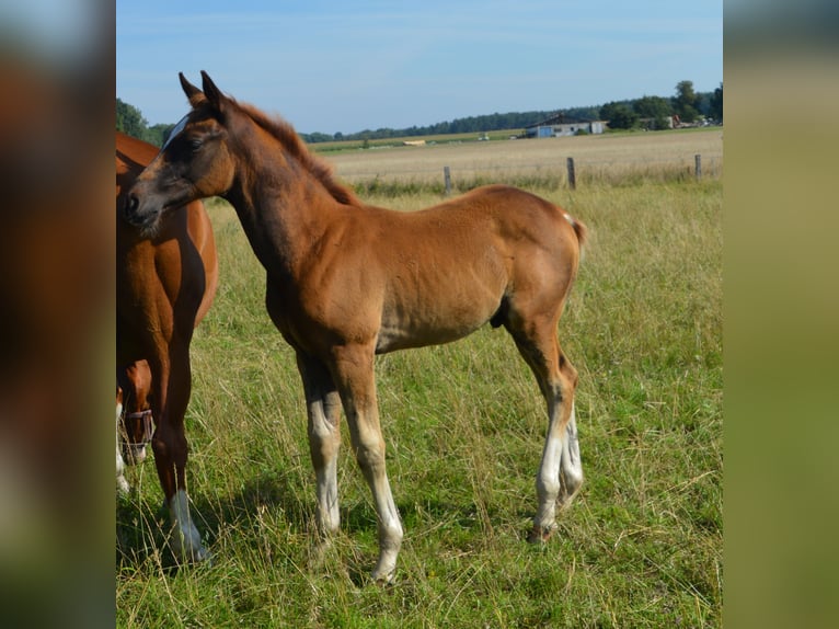 Mecklenburg Warmblood Stallion 2 years Chestnut-Red in Pölchow