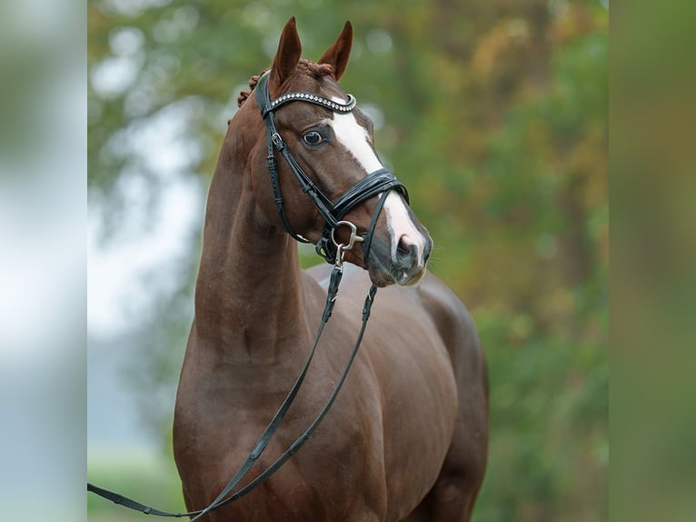 Mecklenburg Warmblood Stallion 2 years Chestnut-Red in Rostock