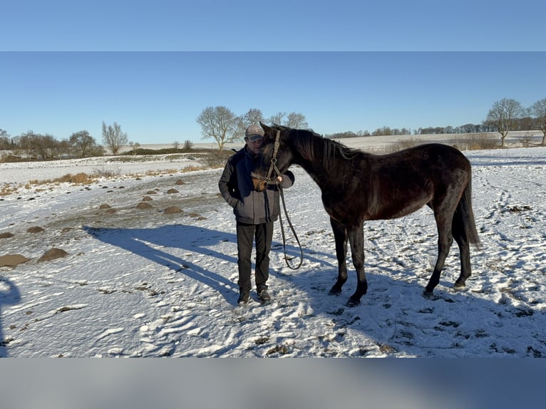 Mecklenburg Warmblood Stallion 2 years Smoky-Black in Samtens, OT Berglase