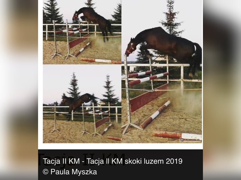 Mecklenburg Warmblood Stallion 3 years 15.1 hh Bay-Dark in Papenhagen