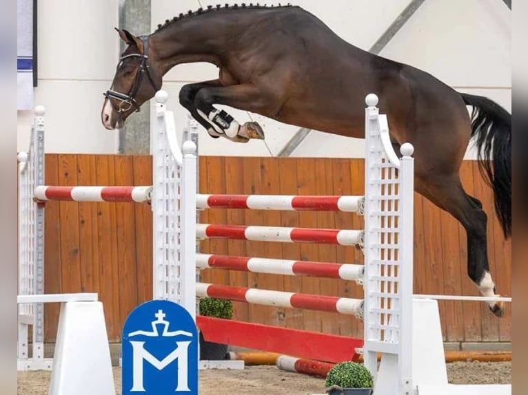 Mecklenburg Warmblood Stallion 3 years 16,1 hh Bay-Dark in Siedenbrünzow