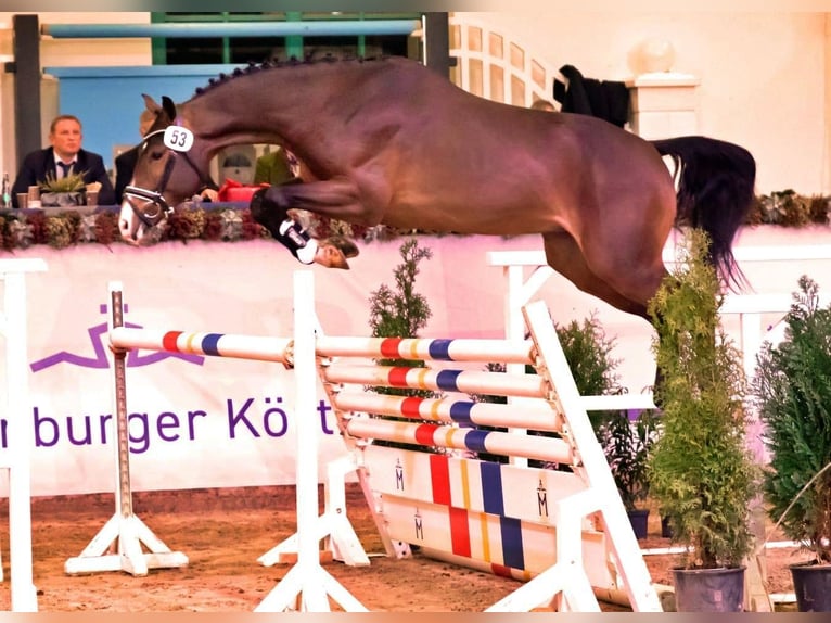 Mecklenburg Warmblood Stallion 3 years 16,1 hh Bay-Dark in Siedenbrünzow