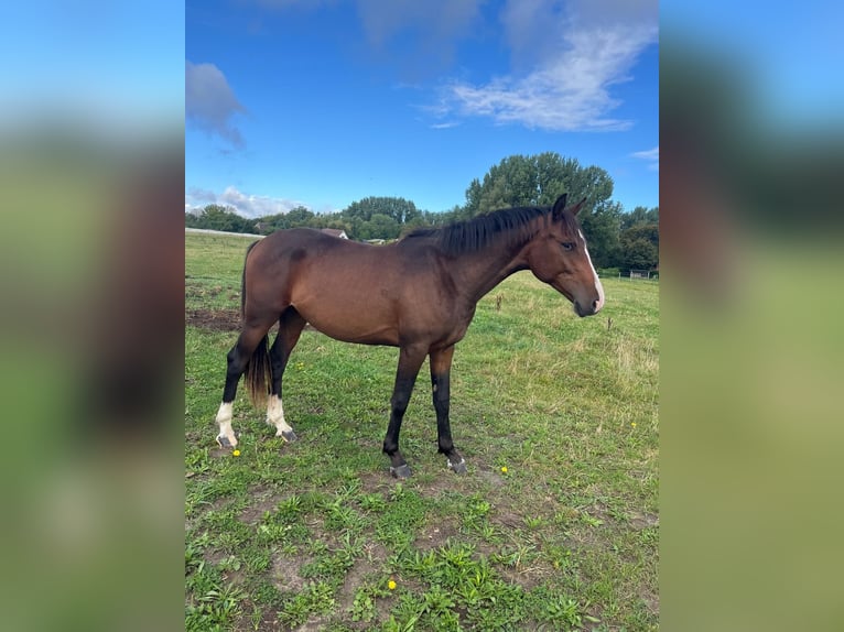 Mecklenburg Warmblood Stallion 3 years 16 hh Bay-Dark in Papenhagen