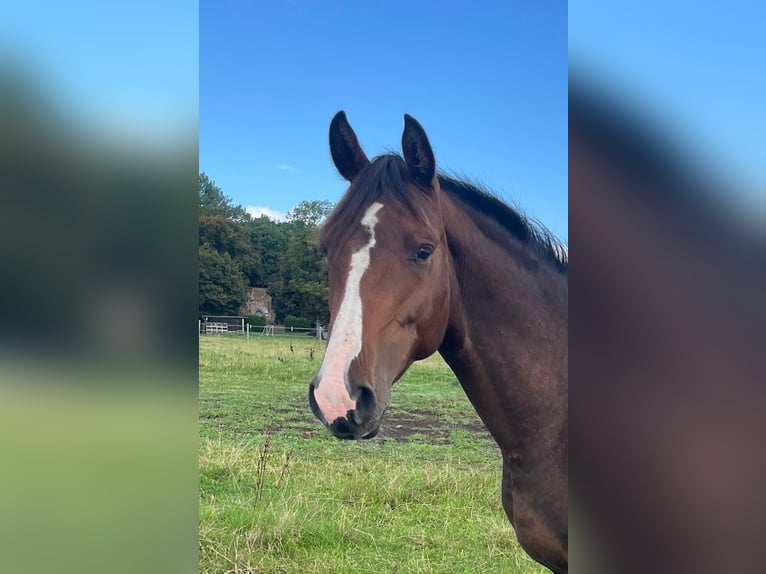 Mecklenburg Warmblood Stallion 3 years 16 hh Bay-Dark in Papenhagen