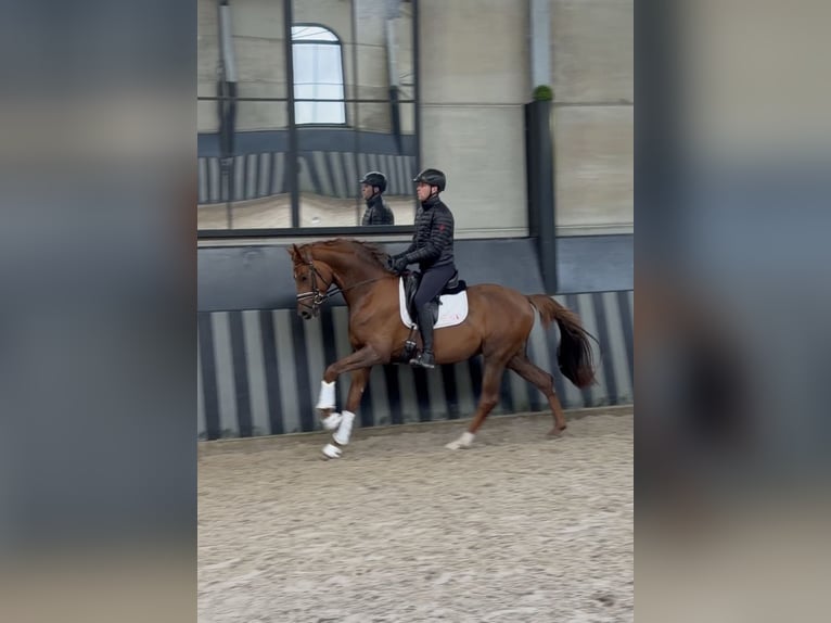 Mecklenburg Warmblood Stallion 3 years 16,1 hh Chestnut-Red in Stolberg (Rheinland)