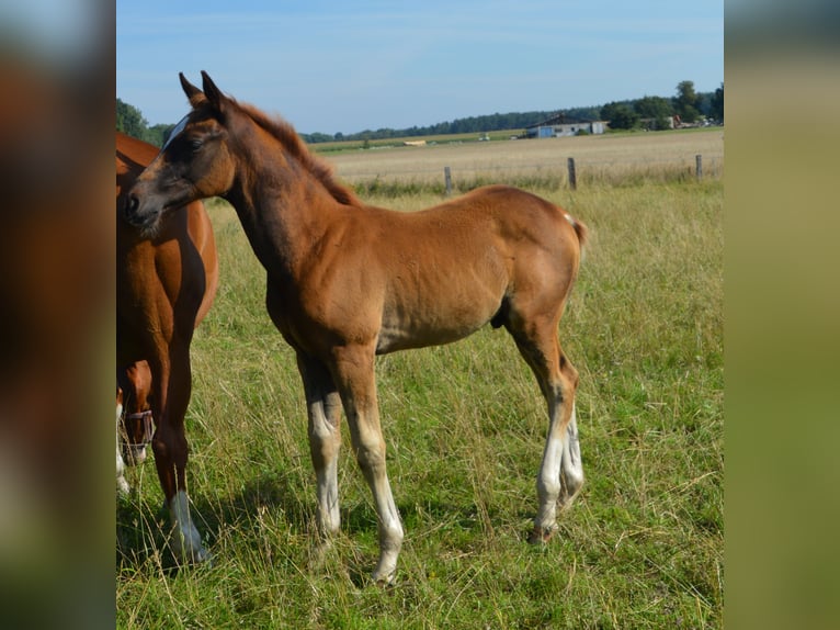 Mecklenburg Warmblood Stallion 3 years Chestnut-Red in Pölchow