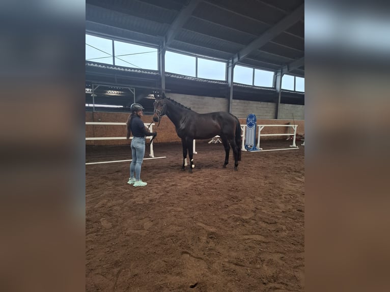 Mecklenburg Warmblood Stallion 4 years 16.2 hh Brown in Jülich