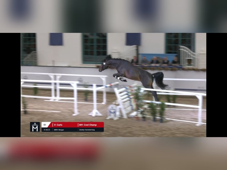 Mecklenburg Warmblood Stallion 4 years 16,2 hh Brown in Jülich