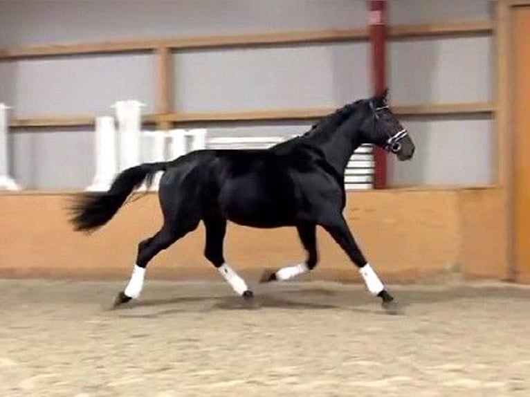 Mecklenburg Warmblood Stallion 4 years 17,1 hh Black in Hohenmocker