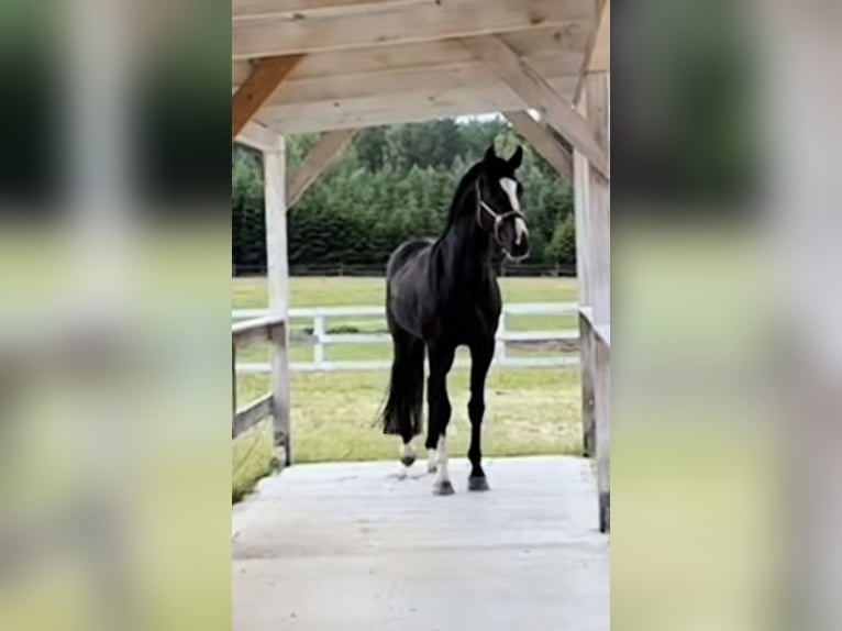 Mecklenburg Warmblood Stallion 9 years 16,1 hh Black in Barlinek